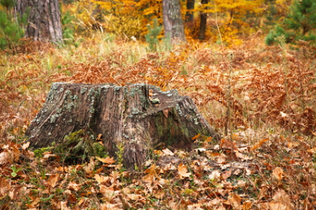 Tree stump removal